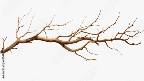 dried tree branches, isolated on a white background