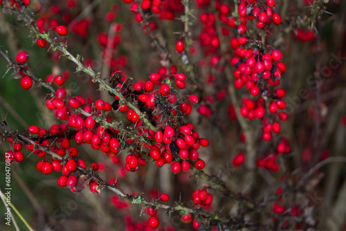 Colorful red rockspray cotoneaster berries on a dry spiky bush on a gloomy day. photo