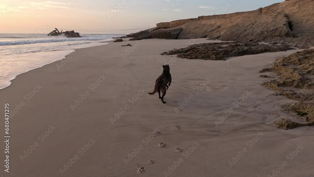 A serene moment as a black dog gracefully walks along the sandy beach during a breathtaking sunset, capturing the essence of peaceful coastal living and the bond between nature and canine companions. A serene moment as a black dog gracefully walks along the sandy beach during a breathtaking sunset, capturing the essence of peaceful coastal living and the bond between nature and canine companions.