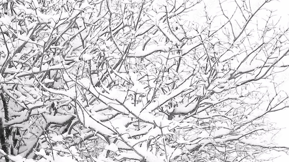 old trees covered in snow on a cold winters day no people stock footage stock video old trees covered in snow on a cold winters day no people stock footage stock video
