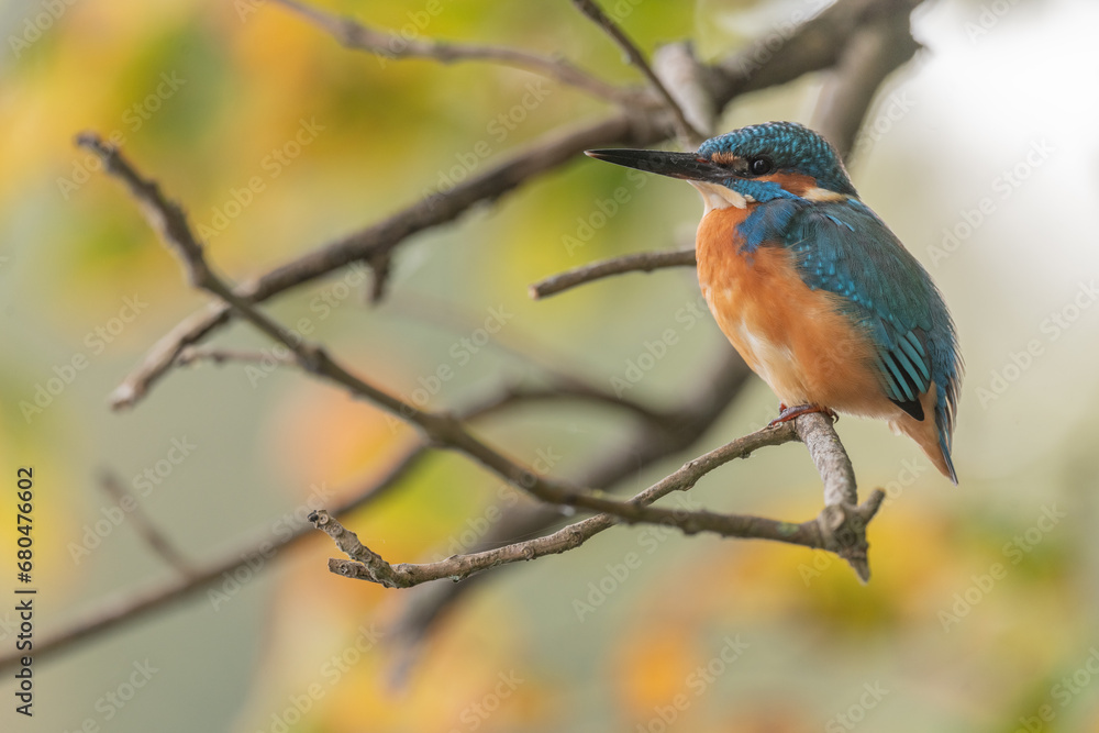 Kingfisher (Alcedo atthis) perched in a tree. Kingfisher (Alcedo atthis) perched in a tree.