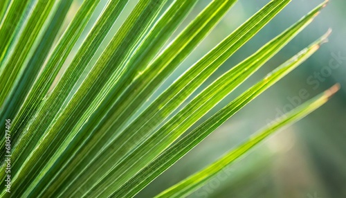 Abstract background of green palm leaves  branches. Tropical foliage backdrop.