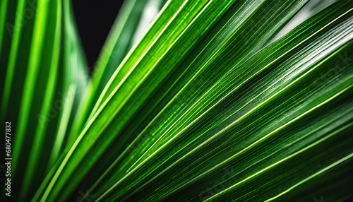 Abstract background of green palm leaves  branches. Tropical foliage backdrop.