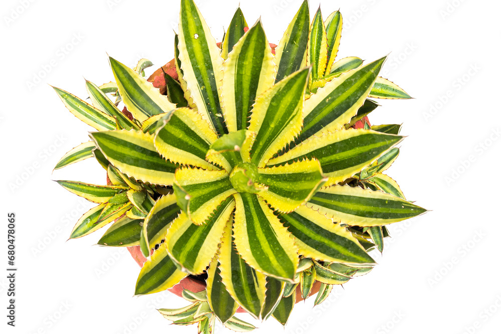 Agave americana ornamental plant top view 