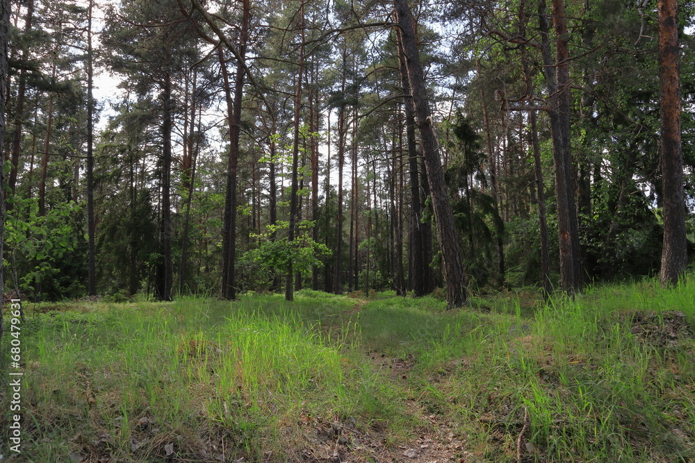 Typical summer forest. Green grass in front, plenty of pine and fir trees.