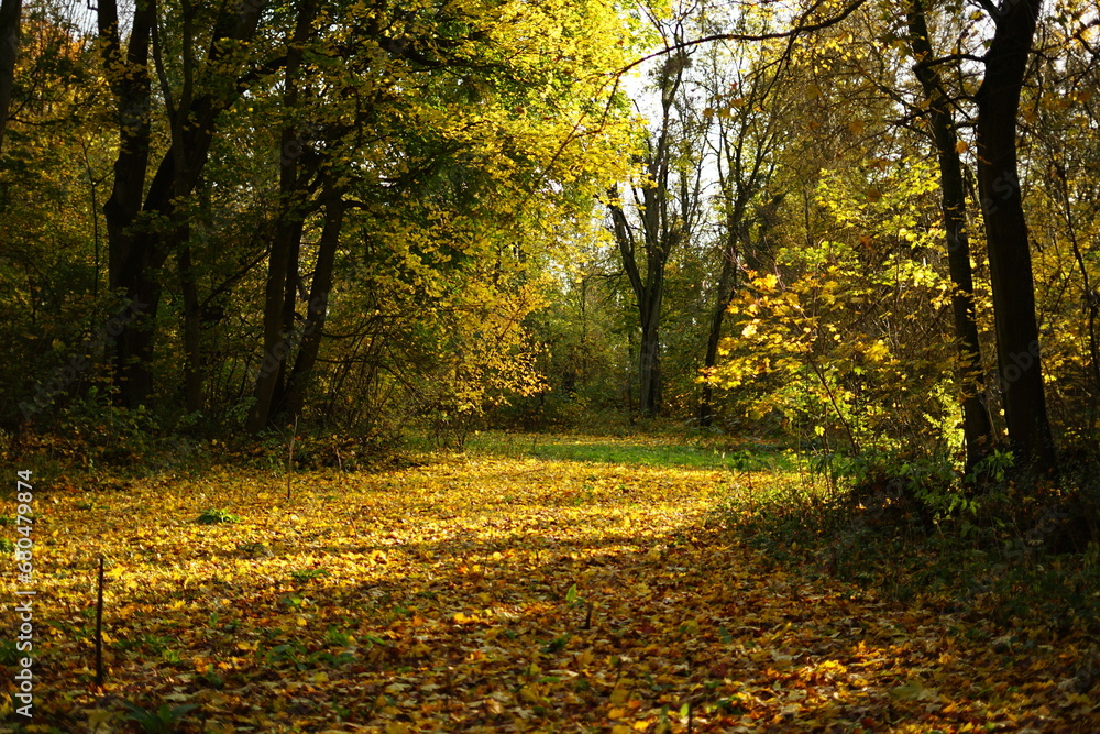 Jesień, autumn, Poland 