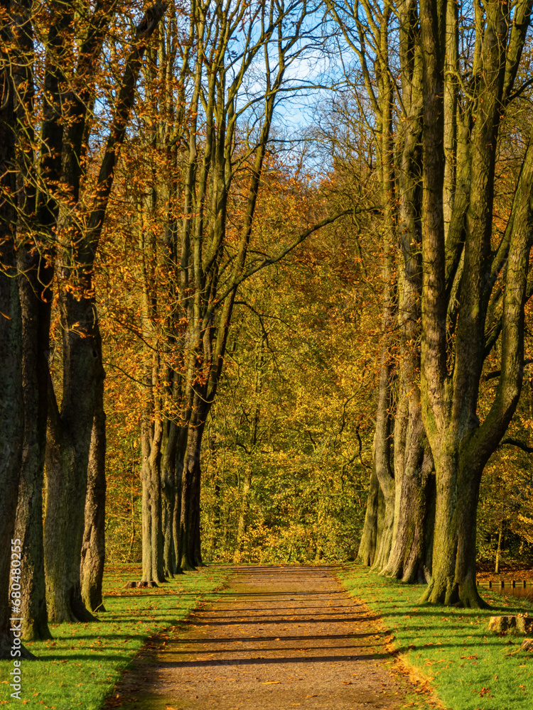 A walking path in a forest in autumn time.