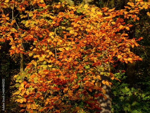 Autumn leaves on tree in autumn colors.