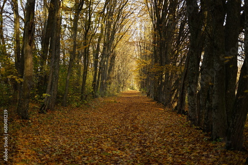 Jesie    autumn  Poland 