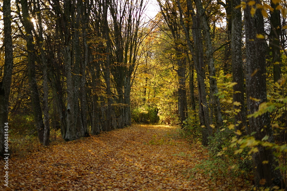 Fototapeta premium Jesień, autumn, Poland 
