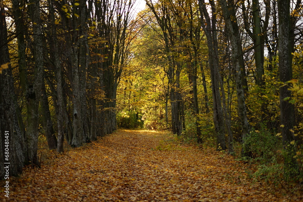 Obraz premium Jesień, autumn, Poland 