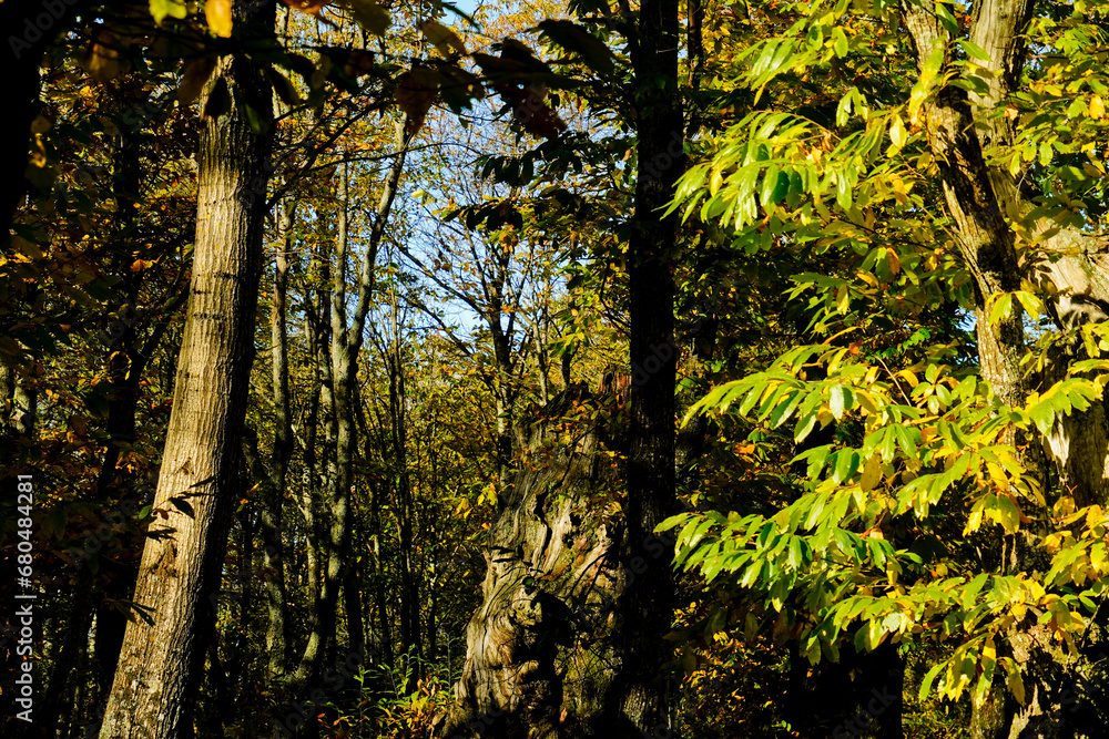 Obraz premium Autunno sull'Appennino Emiliano. Panorami autunnali delle montagne bolognaesi. Bologna, Emilia Romagna. Italia