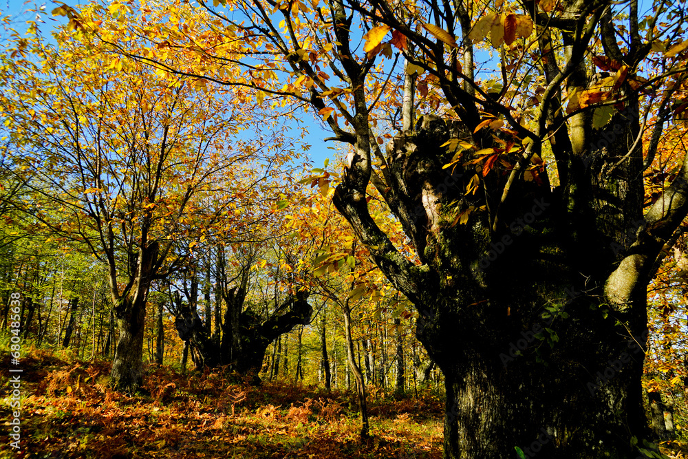 Fototapeta premium Autunno sull'Appennino Emiliano. Panorami autunnali delle montagne bolognaesi. Bologna, Emilia Romagna. Italia