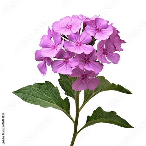 Blossoming Herb Verbena on White or PNG Transparent Background.