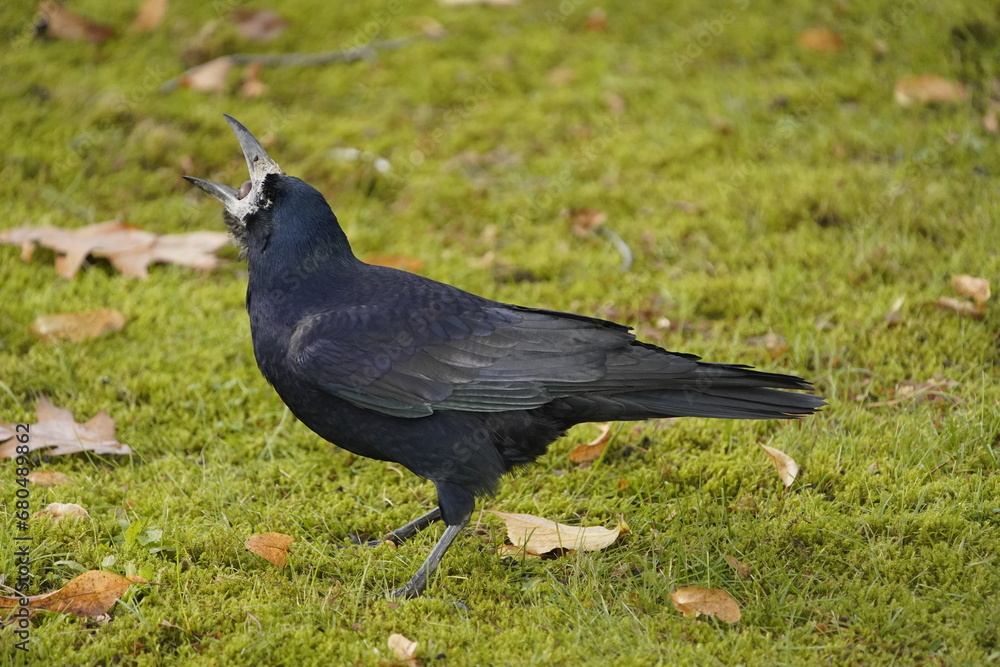 Rook (Corvus frugilegus) eating Quercus rubra fruit. Hanover, Germany.
Rook (Corvus frugilegus) eating Quercus rubra fruit. Hanover, Germany.