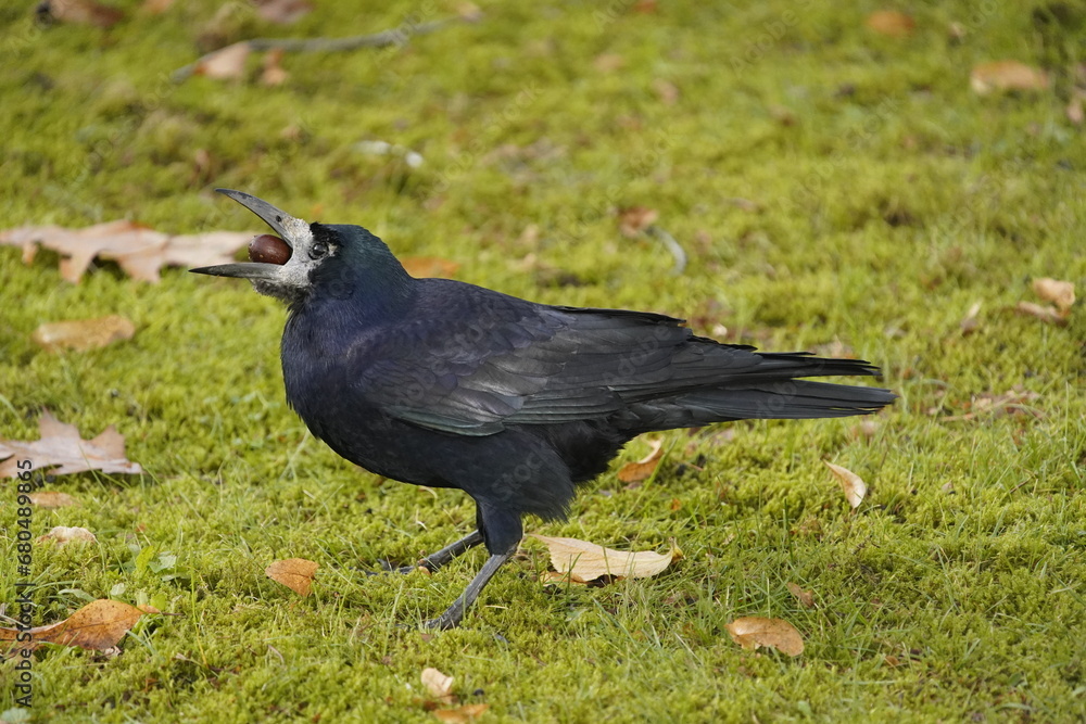 Fototapeta premium Rook (Corvus frugilegus) eating Quercus rubra fruit. Hanover, Germany. 