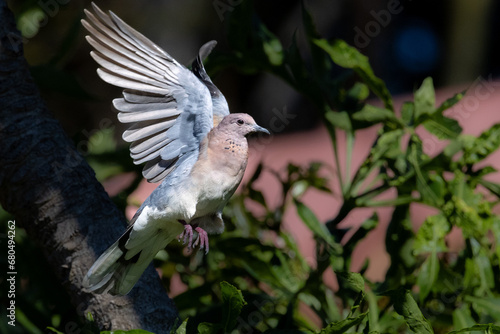 Laughing Dove (Rooiborsduifie) (Spilopelia senegalensis) in Menlo Park, Pretoria