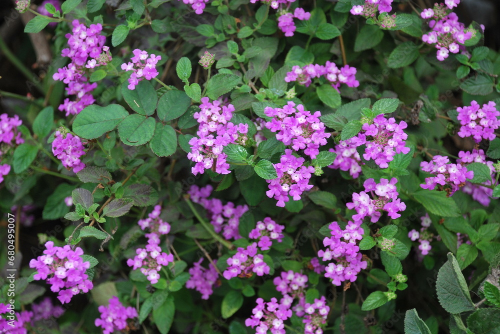 pink flowers in the garden pink flowers in the garden