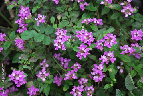 pink flowers in the garden