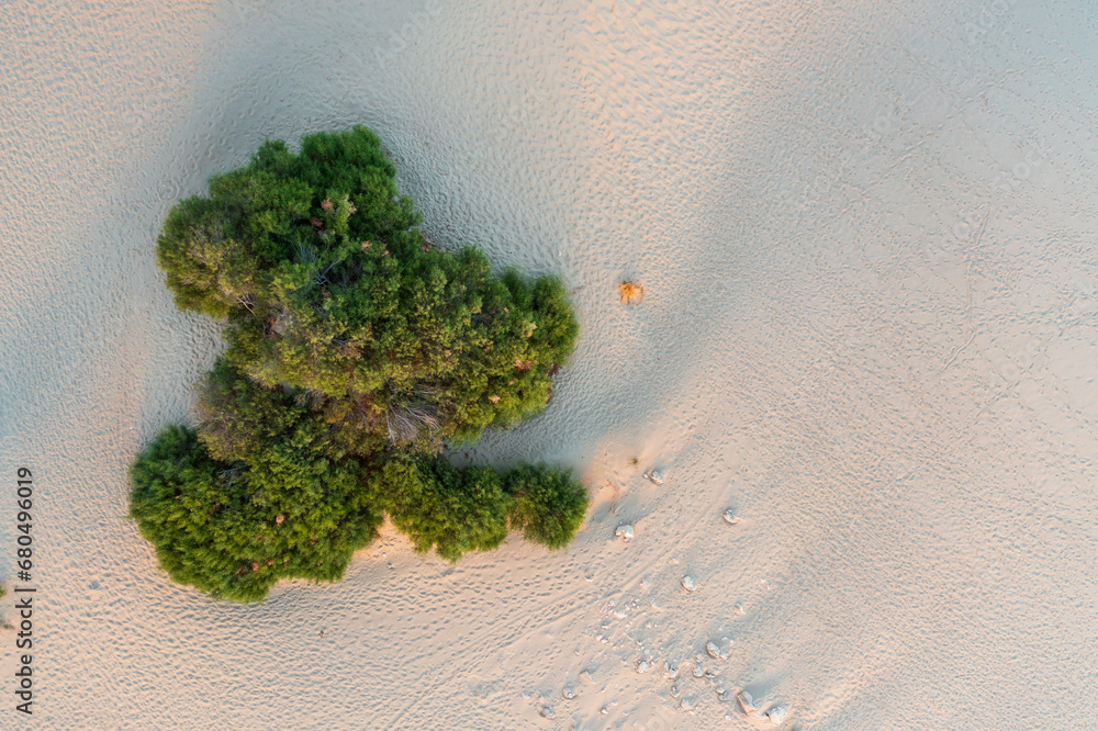 Top view of a sandy beach with a beautiful pattern of dunes, grass and shrubs formed from the water, in the bright sunset light of summer. Photograph with drone in the form of texture and background
