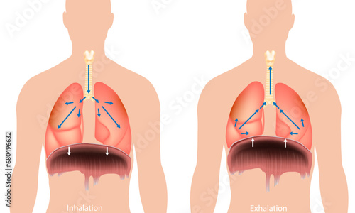 Breathing process. Respiration system Diaphragm. Inhalation and Exhalation. Breathing in and Breathing out. medical illustration.