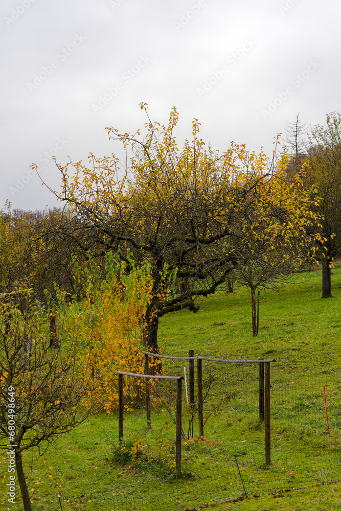 Scenic autumn landscape with meadow and orchard at Swiss City of Zürich on a cloudy autumn day. Photo taken November 16th, 2023, Zurich, Switzerland. Scenic autumn landscape with meadow and orchard at Swiss City of Zürich on a cloudy autumn day. Photo taken November 16th, 2023, Zurich, Switzerland.