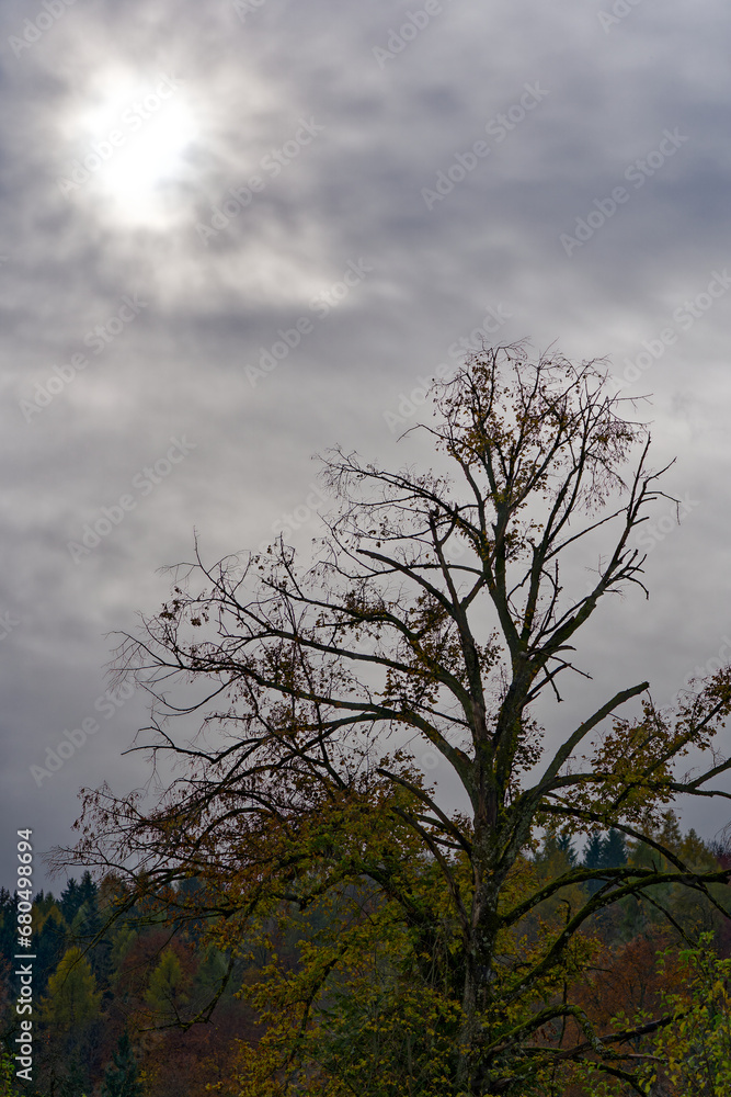 Scenic autumn landscape at Swiss City of Zürich on a cloudy autumn day. Photo taken November 16th, 2023, Zurich, Switzerland. Scenic autumn landscape at Swiss City of Zürich on a cloudy autumn day. Photo taken November 16th, 2023, Zurich, Switzerland.