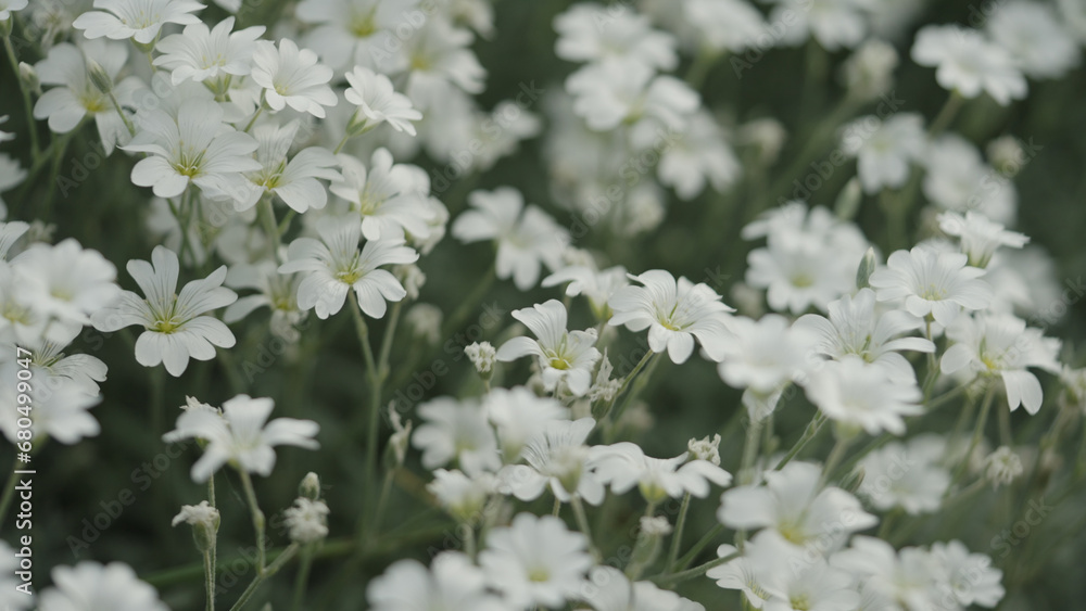 white Cerastium flowers close up white Cerastium flowers close up