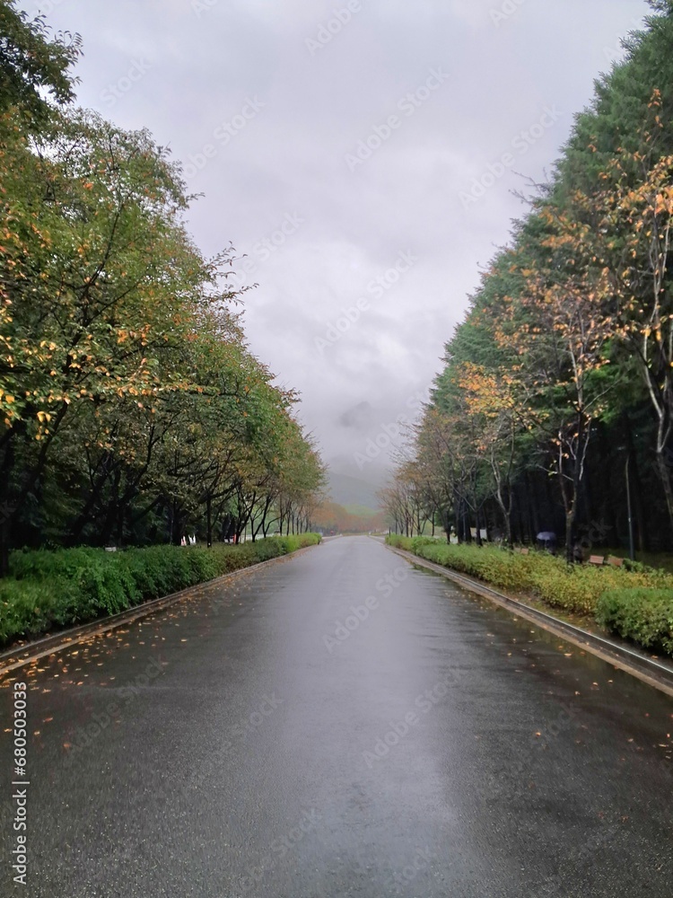 Fototapeta premium 비 오는 어느 가을 날 산책길