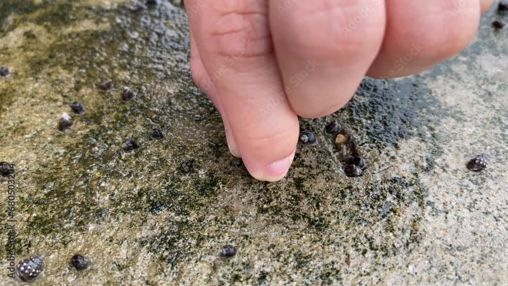 Tiny snails on wet cement ground close up view. Female finger pick up snail Tiny snails on wet cement ground close up view. Female finger pick up snail