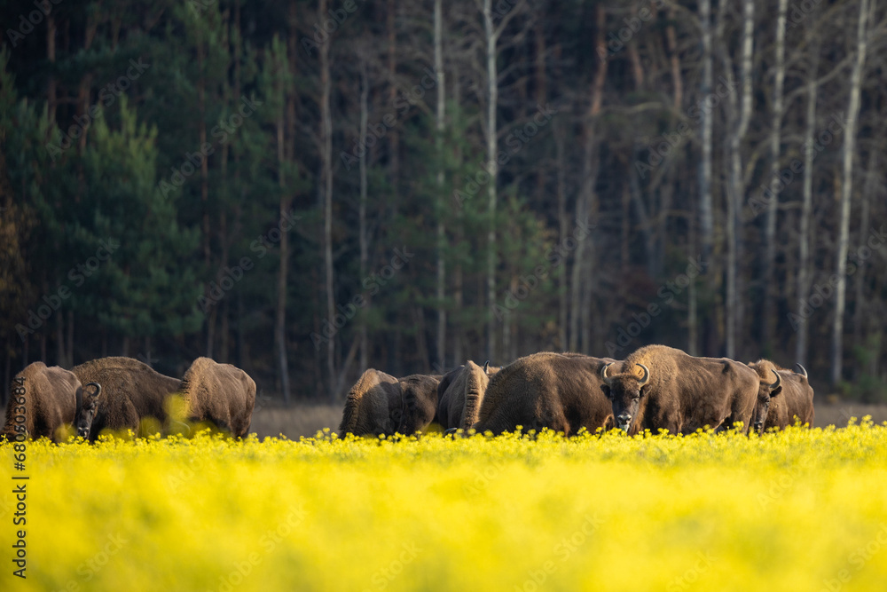 European bison - Bison bonasus in the Knyszyńska Forest (Poland) European bison - Bison bonasus in the Knyszyńska Forest (Poland)