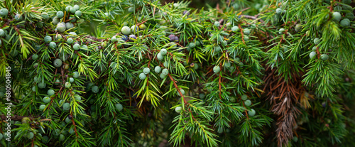 green juniper branches with visible details. background or texture photo