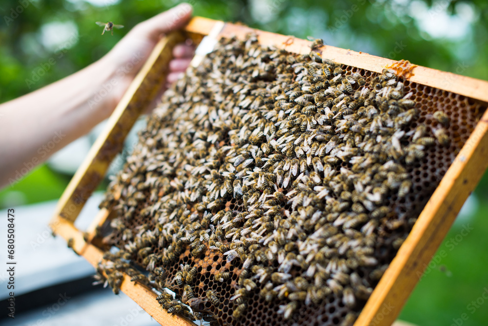 bees in the beehive bees in the beehive