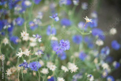 flowers in the field