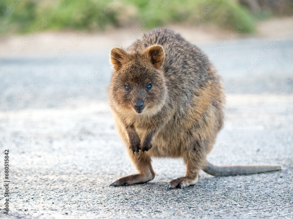 Cute quokka standing and looking at the camera, Rottnest Island, Western Australia Cute quokka standing and looking at the camera, Rottnest Island, Western Australia