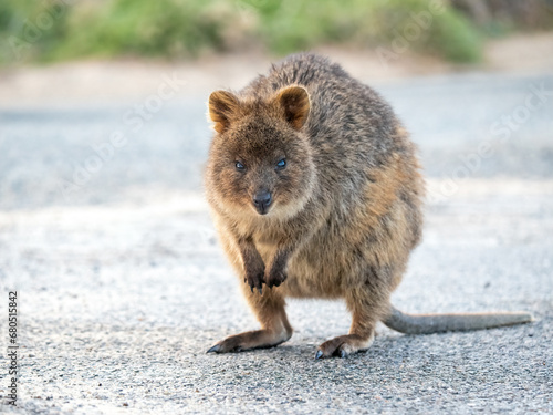 Cute quokka standing and looking at the camera, Rottnest Island, Western Australia