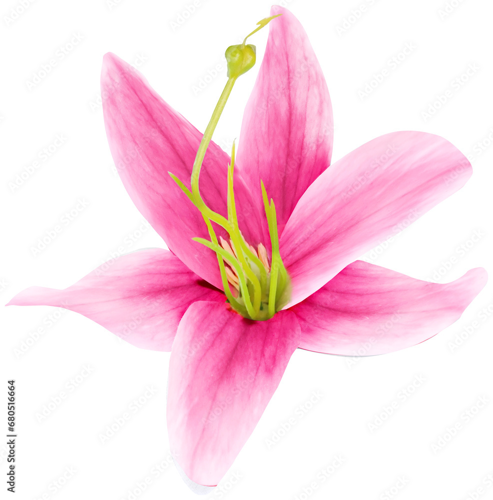 ISOLATED YELLOW FLOWER. BEAUTIFUL FLOWER WITH HINTS OF PINK AND AROMA OF VANILLA AND FRESH AND CLEAN GARDEN.
ISOLATED YELLOW FLOWER. BEAUTIFUL FLOWER WITH HINTS OF PINK AND AROMA OF VANILLA AND FRESH AND CLEAN GARDEN.