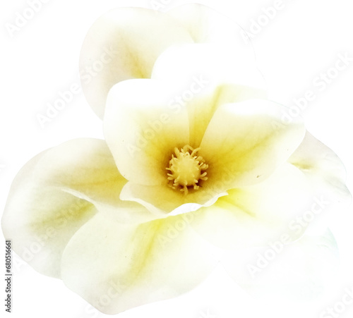 Fototapeta Naklejka Na Ścianę i Meble -  ISOLATED YELLOW FLOWER. BEAUTIFUL FLOWER WITH HINTS OF YELLOW AND AROMA OF VANILLA AND FRESH AND CLEAN GARDEN.
