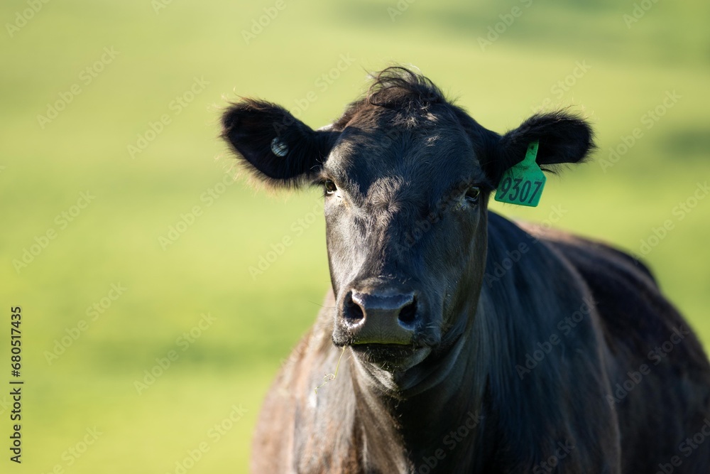 black angus cow portrait on a farm in australia black angus cow portrait on a farm in australia