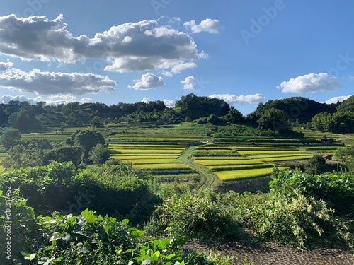 rice field