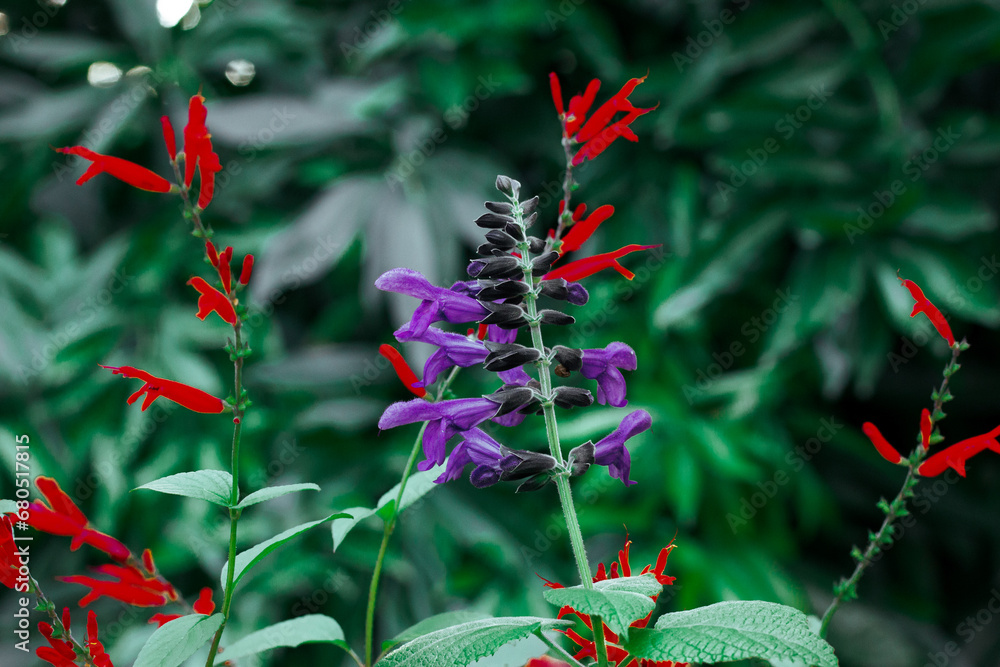 Brazilian anisesage. Salvia guaranitica on deep green background. Tiny violet and red flowers growing in a tropical botanical garden. Small flower buds in bloom. Perennials plants bloom Dark key photo Brazilian anisesage. Salvia guaranitica on deep green background. Tiny violet and red flowers growing in a tropical botanical garden. Small flower buds in bloom. Perennials plants bloom Dark key photo