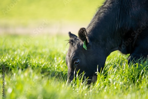 black angus beef cow in a field close up in australia photo