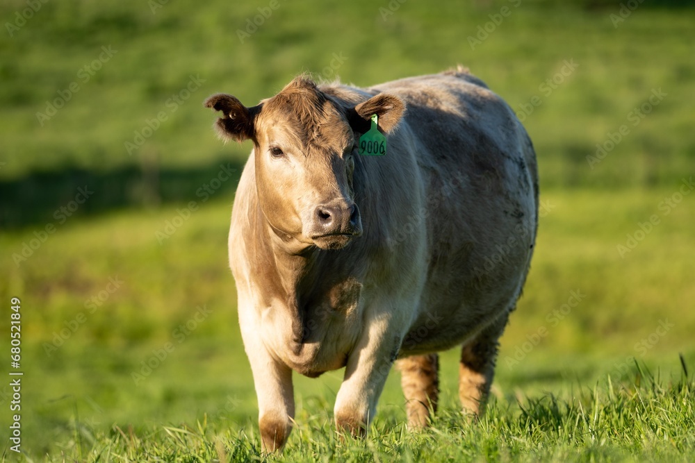 brown cow in a field on green grass