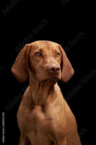 An attentive Vizsla dog gazes into the distance  its sleek golden coat standing out against a stark black background