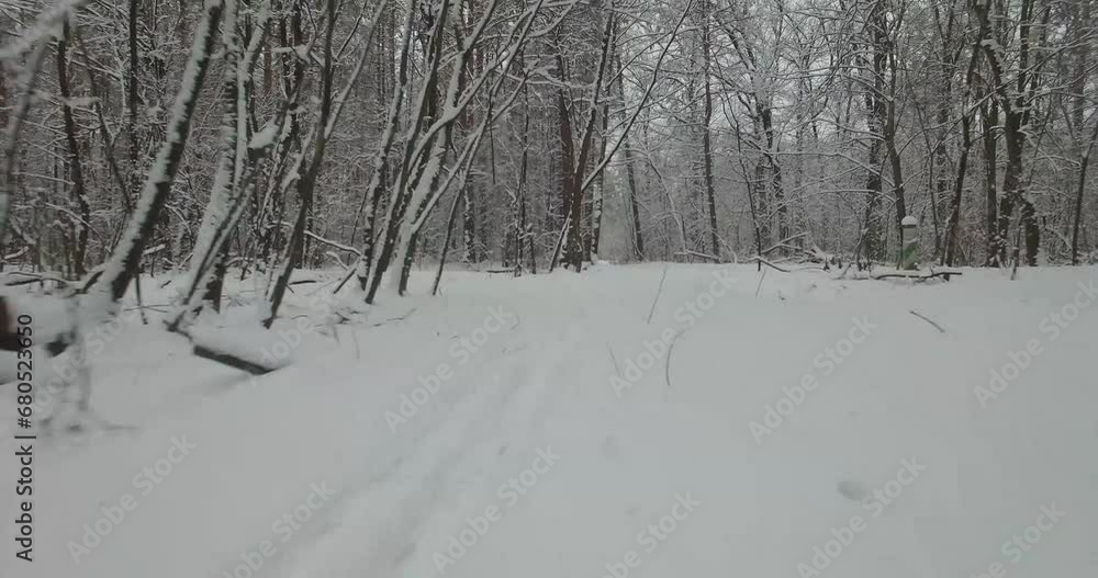 Iceland wintertime coniferous cold journey Iceland wintertime coniferous cold journey