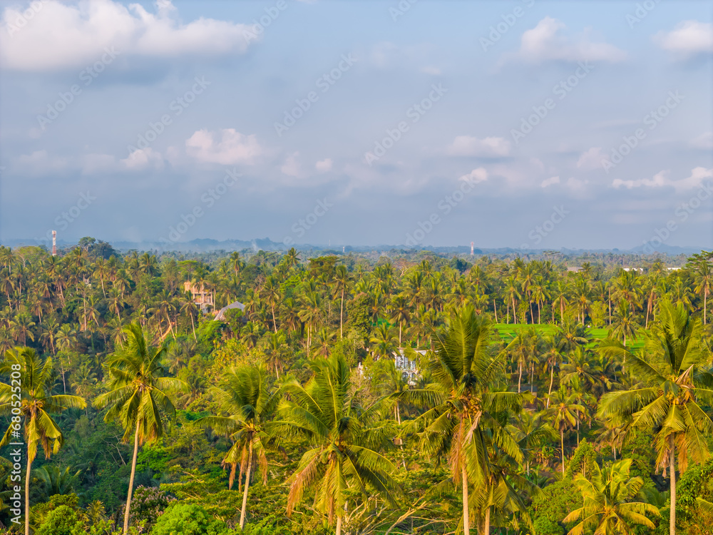Aerial drone view of spectacular and beautiful palms park over rice terraces near Ubud in Bali, Indonesia Aerial drone view of spectacular and beautiful palms park over rice terraces near Ubud in Bali, Indonesia