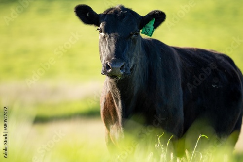 portrait of a Australian wagyu cows grazing in a field on pasture. close up of a black angus cow eating grass in a paddock in springtime in australia photo
