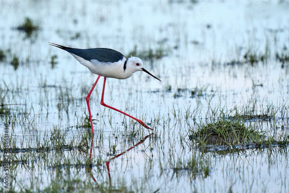 Obraz premium Black-winged Stilt sea bird in its natural habitat in the wetlands of IParque Nacional de Doñana, Andalusia, Spain