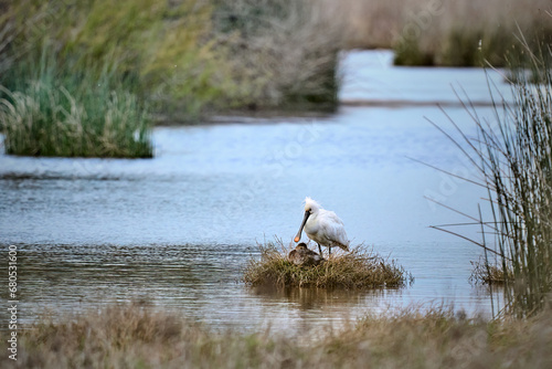 common spoonbill bird in its natural habitat of Doñana National Park, Andalusia, Spain