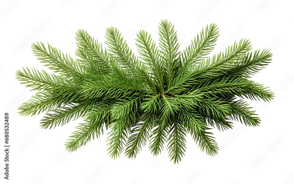 Christmas branch fir tree on white background Christmas branch fir tree on white background